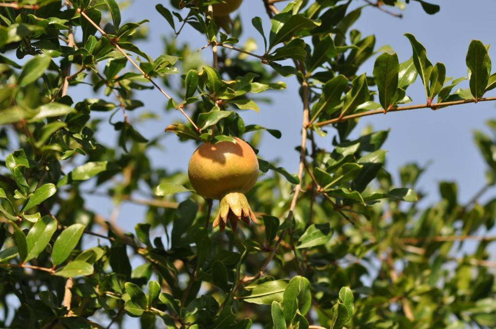 Palais Aziza & Spa マラケシュ エクステリア 写真